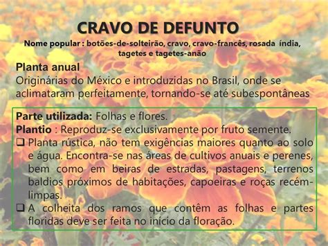 Aprender Sobre Imagem Quais Os Benef Cios Do Cravo De Defunto Br