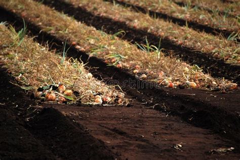 Colheita Da Cebola No Campo Imagem De Stock Imagem De Alaranjado