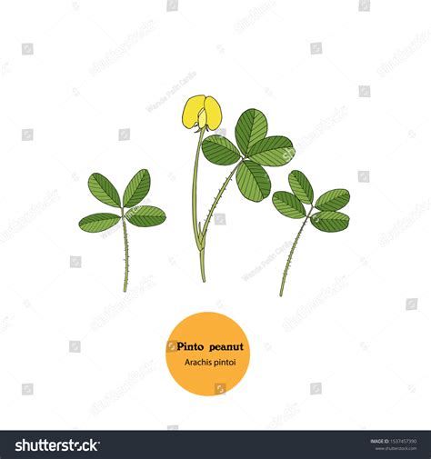 Illustration Arachis Pintoi Pinto Peanut Forage Stock Vector Royalty