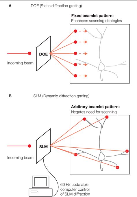 Figure 1 From Two Photon Microscopy With Diffractive Optical Elements And Spatial Light