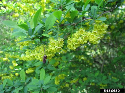 Hybrid barberry (Berberis x ottawensis)