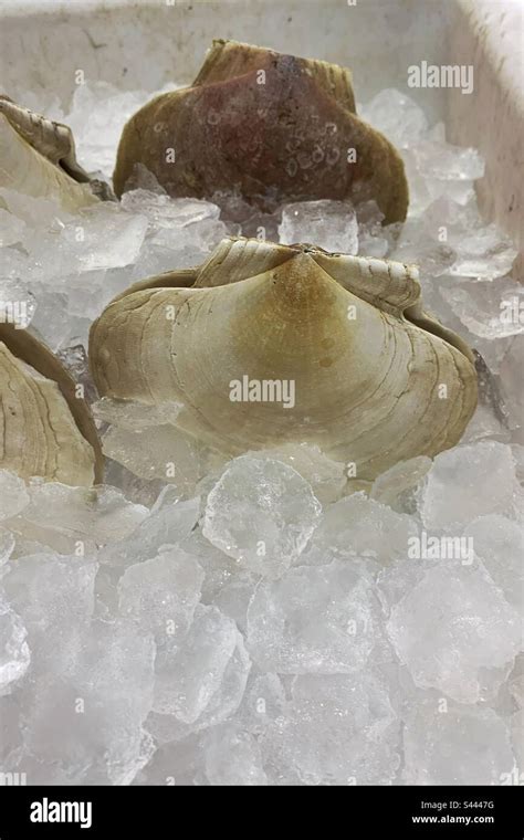 Fresh Live Scallops With The Shell Laying In A Bed Of Ice And For Sale