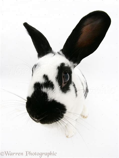 Black And White Spotted Rabbit Photo Wp38809