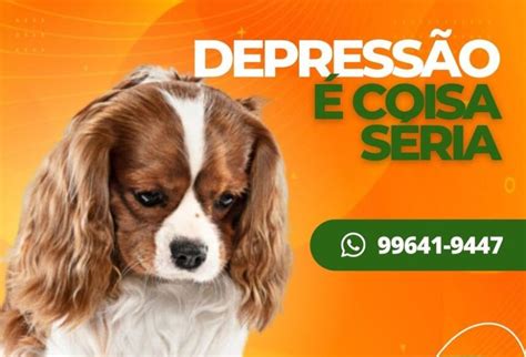 Será que seu pet está depressão Cia do Bicho te explica sobre