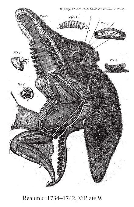 Botfly - Wikipedia