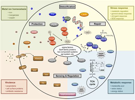 Frontiers Staphylococcal Response To Oxidative Stress Cellular And Infection Microbiology