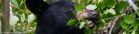 Ant Brood - an Important Food - North American Bear CenterNorth ...