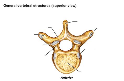 BONE LAB - General Vertebrae Diagram | Quizlet