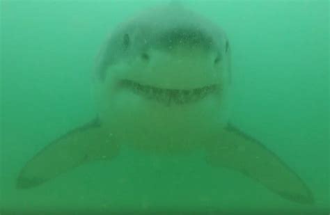 Rare Great White Shark Spotted Off The Coast Of Mississippi