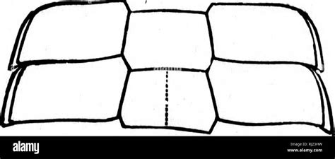 Geolog A Y Paleontolog A De Am Rica Del Norte Para El Uso De