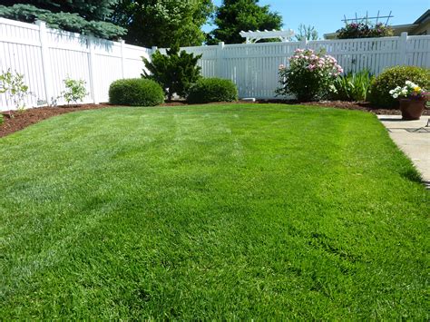 Grassy Backyard