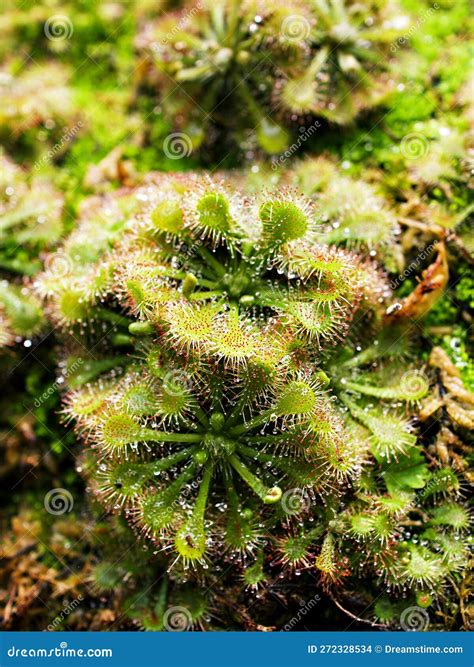 Spoon Leaved Sundew Plant ,drosera Spatulta Capensis ,Fraser Island