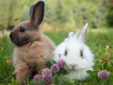 How To Tell A Male Rabbit From A Female Rabbit Identifying The Sex Of Your Pet Rabbits