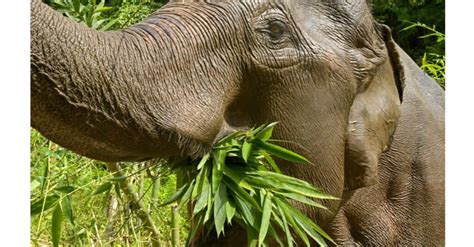 Can Elephants Eat Pizza At Vernice Alford Blog