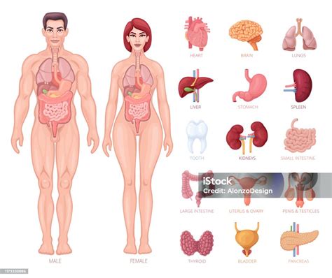 Male And Female Body Diagram