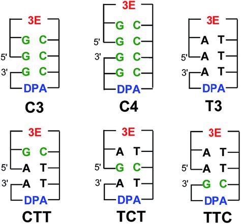 Structures Of 3E DPA And DNA Oligomers C3 C4 T3 CTT TCT And