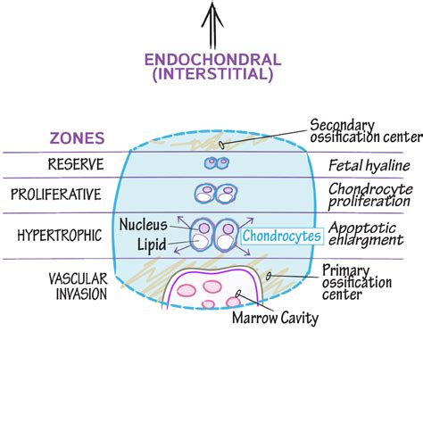 Histology Glossary Bone Growth Endochondral Linear Draw It To Know It