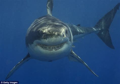 Video Shows Two Great White Sharks In The Waters Off Cape Cod Daily