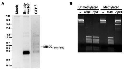 Epigenetic Regulation Of HIV 1 Latency By Cytosine Methylation