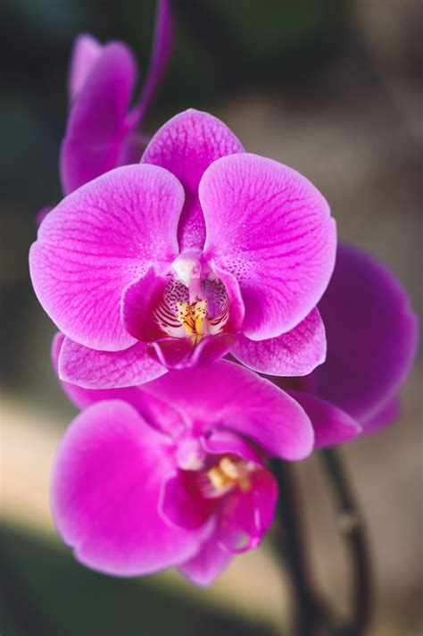 Orchidée rose Phalaenopsis OLIVIER GHETTEM Flickr