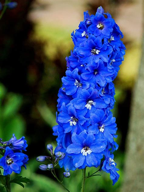 Larkspur - This July Birth Flower Offers a Colorful Way to Celebrate ...