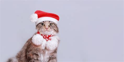 36+ Thousand Cat Christmas Portrait Royalty-Free Images, Stock Photos ...