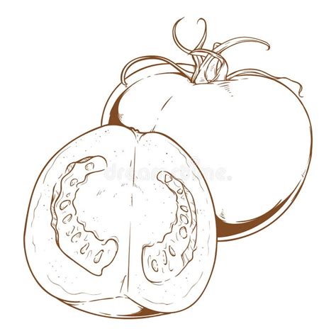 Hand Draw Cartoon Tomato Stock Vector Illustration Of Vegetable