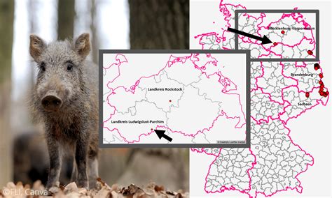 Schweine Net Asp Nun Bei Wildschweinen In Mecklenburg Vorpommern