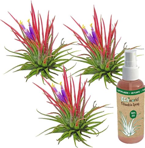 Vdvelde Ecoworld Tillandsia Ionantha Red Echt Er Set