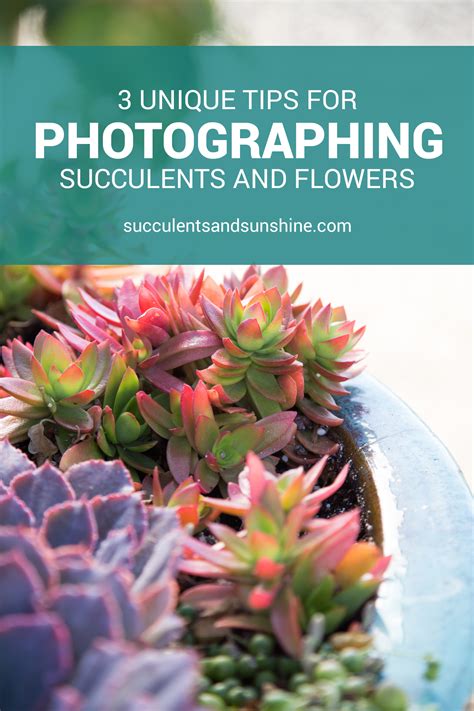 Great Flower Photography Tips Succulents And Sunshine