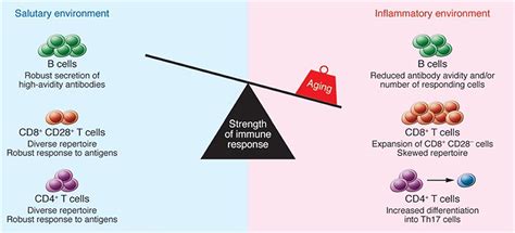 Frontiers Aging Immune System And Its Correlation With Liability To