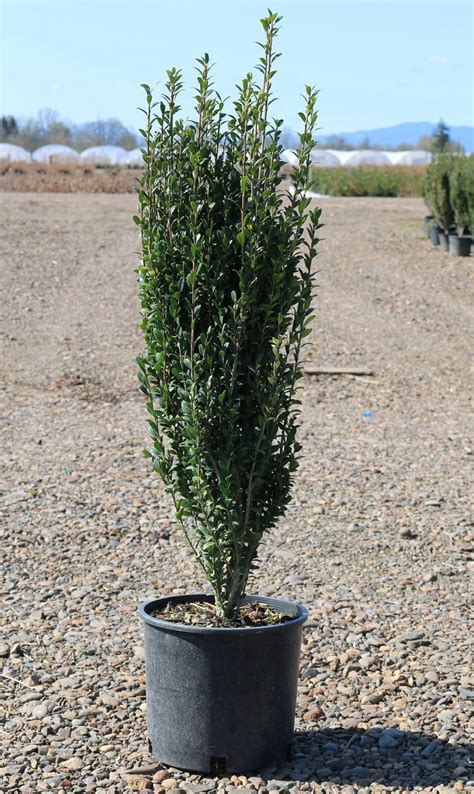 Ilex Crenata Sky Pencil — Chris Welchs Horticulture Field Guide