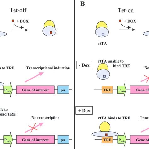 The Tet System The Tet System Can Be Used To Conditionally Activate