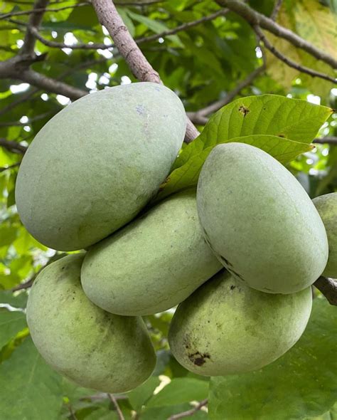 Perry Paw Paws Michigan Paw Paw Fruit