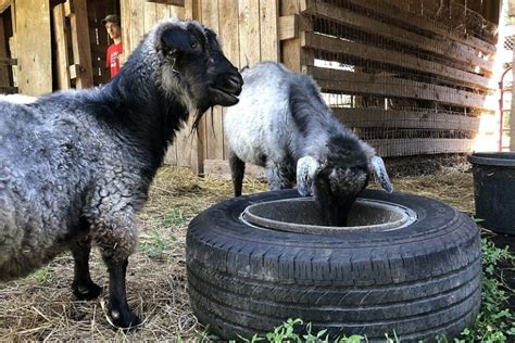 Pygora Goat Breed Profile Goat Journal