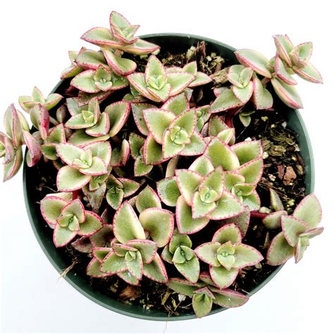 Crassula Marginalis Rubra Variegata Calico Kitten