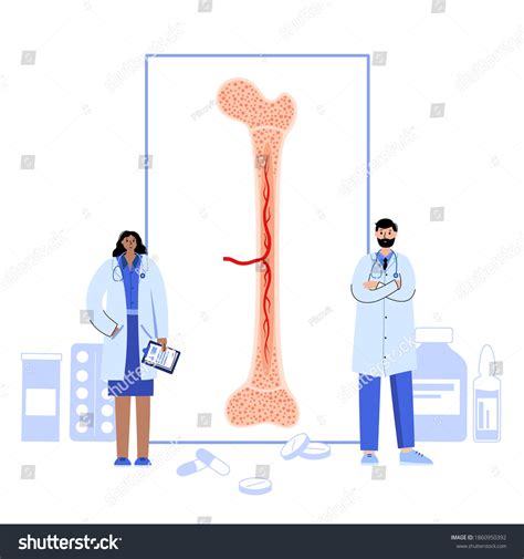 Bone Marrow Anatomical Icon Human Bone Stock Vector Royalty Free