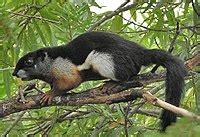 Black flying squirrel - Wikipedia