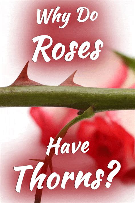 Why Do Roses Have Thorns