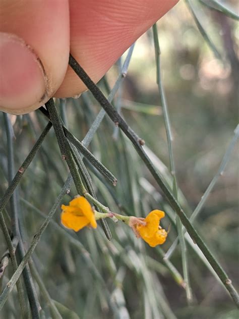 Winged Broom Pea From Yeppoon Qld Australia On August At