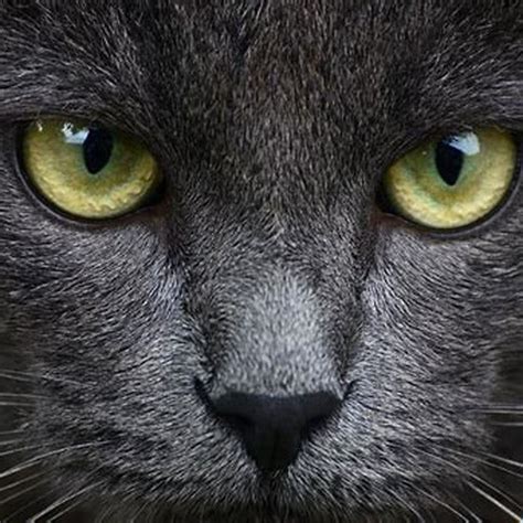 What color eyes do grey cats have? - DIY Seattle