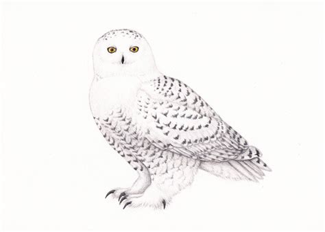 Snowy Owl Line Drawing