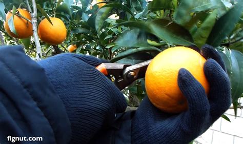 Harvesting Oranges How And When To Harvest Oranges Fignut