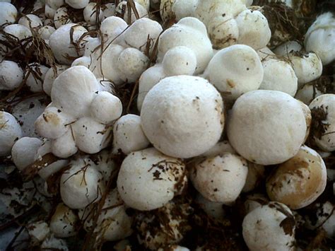 Gambar Jamur Merang Id