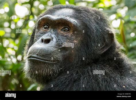 Alpha male Chimpanzee, Kimbale Forest National Park, Uganda, Africa Stock Photo - Alamy