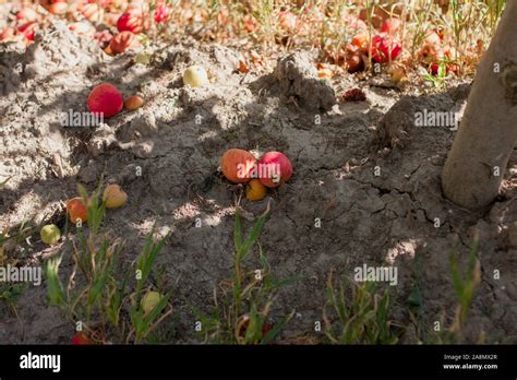 Abandoned Apple Orchard - Apples Fall to the Ground and Rot Stock Photo ...