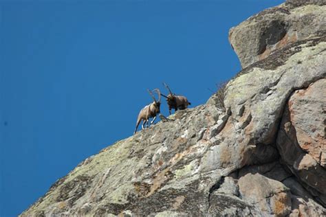 Bezoar Goat as an Armenian Brand - Armenian Geographic