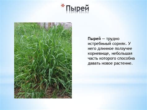 Сорные растения и меры борьбы с ними - online presentation