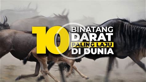 Binatang Darat Paling Laju Di Dunia Youtube