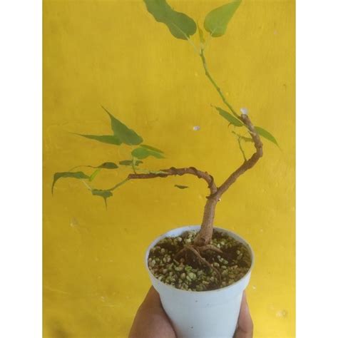 Jual Bonsai Beringin Bodhi Tree Ficus Religiosa Sudah Berkarakter